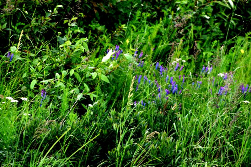 070404 Hope Hatcher Montana Creek (10075)